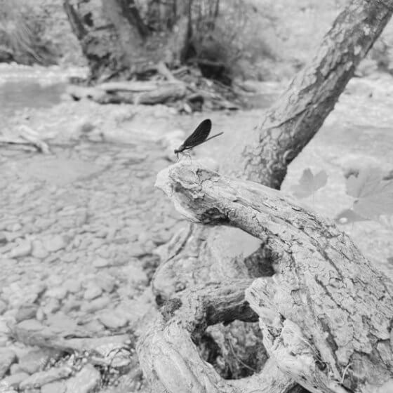 Courses for Professionals